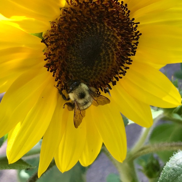 bees843